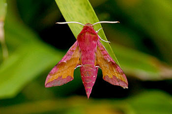 Small Elephant Hawk-moth